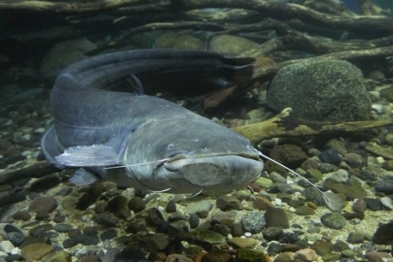 b and b live bait Custom 768x512